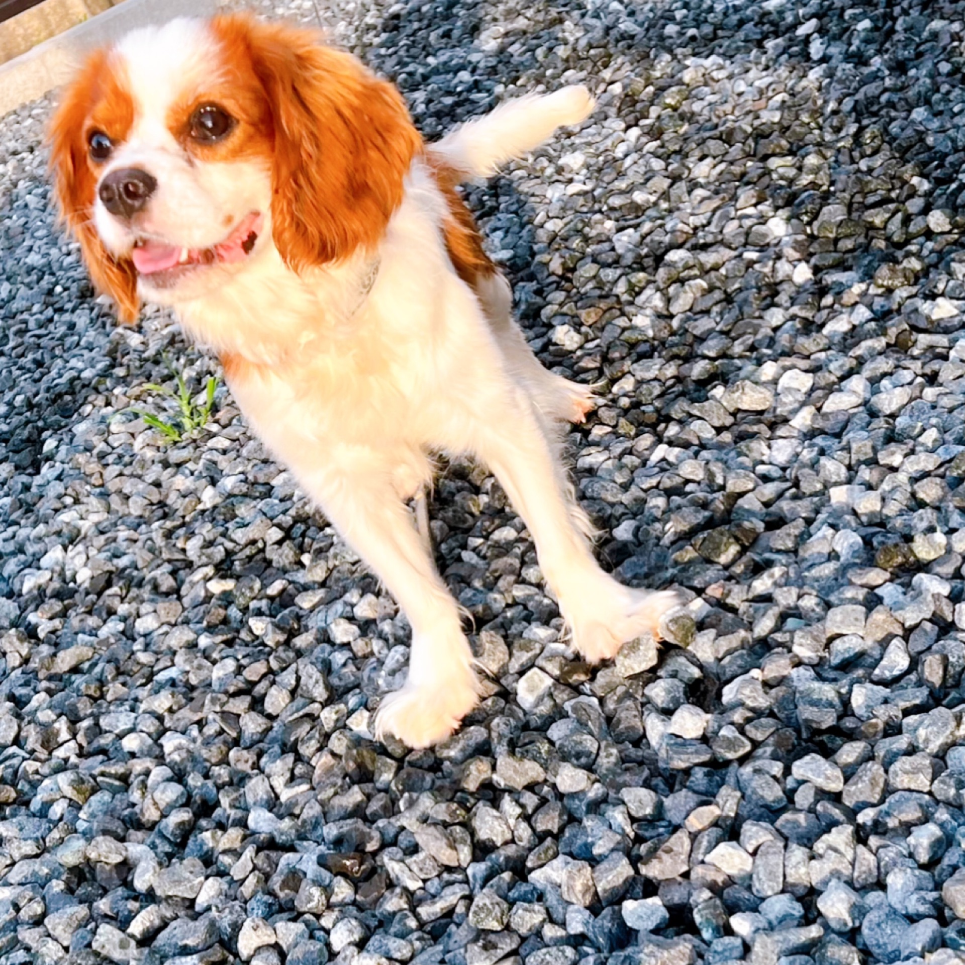 りりのタイムライン2025-03-18 12:30:46投稿画像