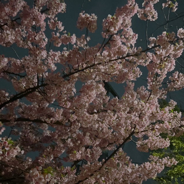 みなみのタイムライン643677-01-13 14:40:53投稿画像