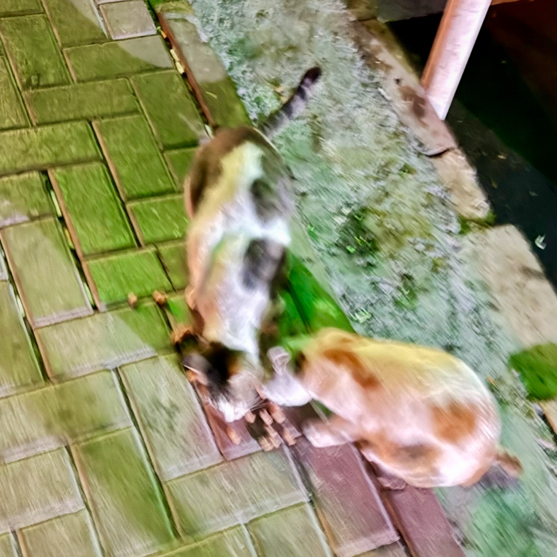 ねこのタイムライン643677-01-25 06:05:09投稿画像