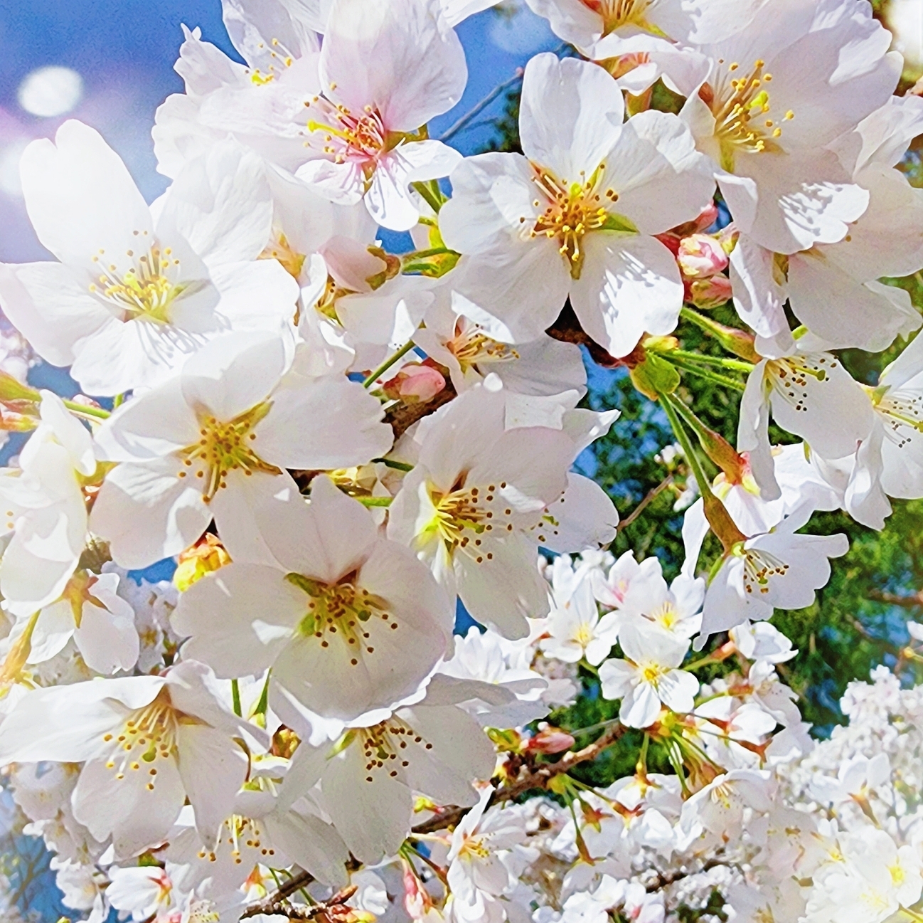 いくのタイムライン643679-11-08 09:21:52投稿画像