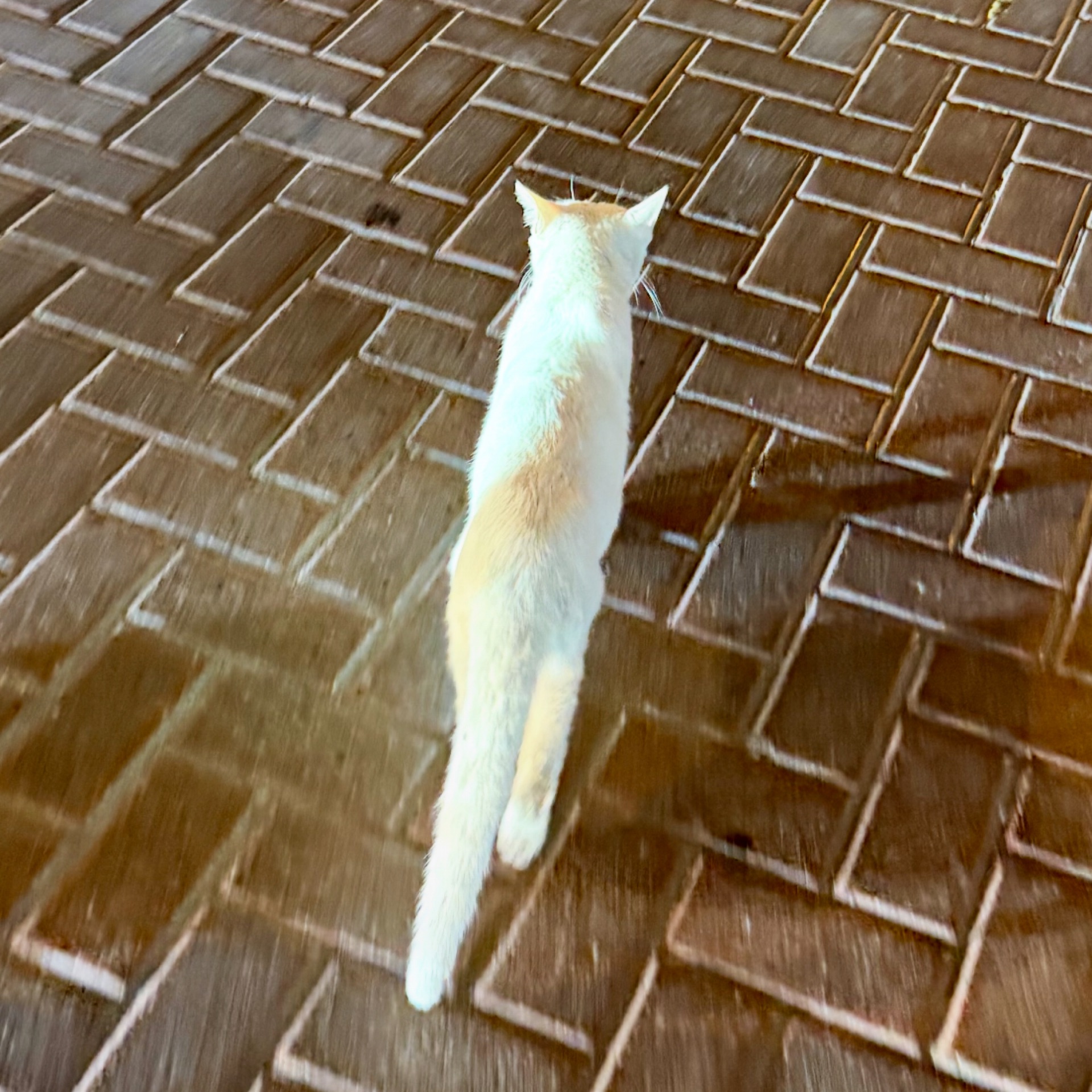 ねこのタイムライン643680-02-20 19:40:54投稿画像