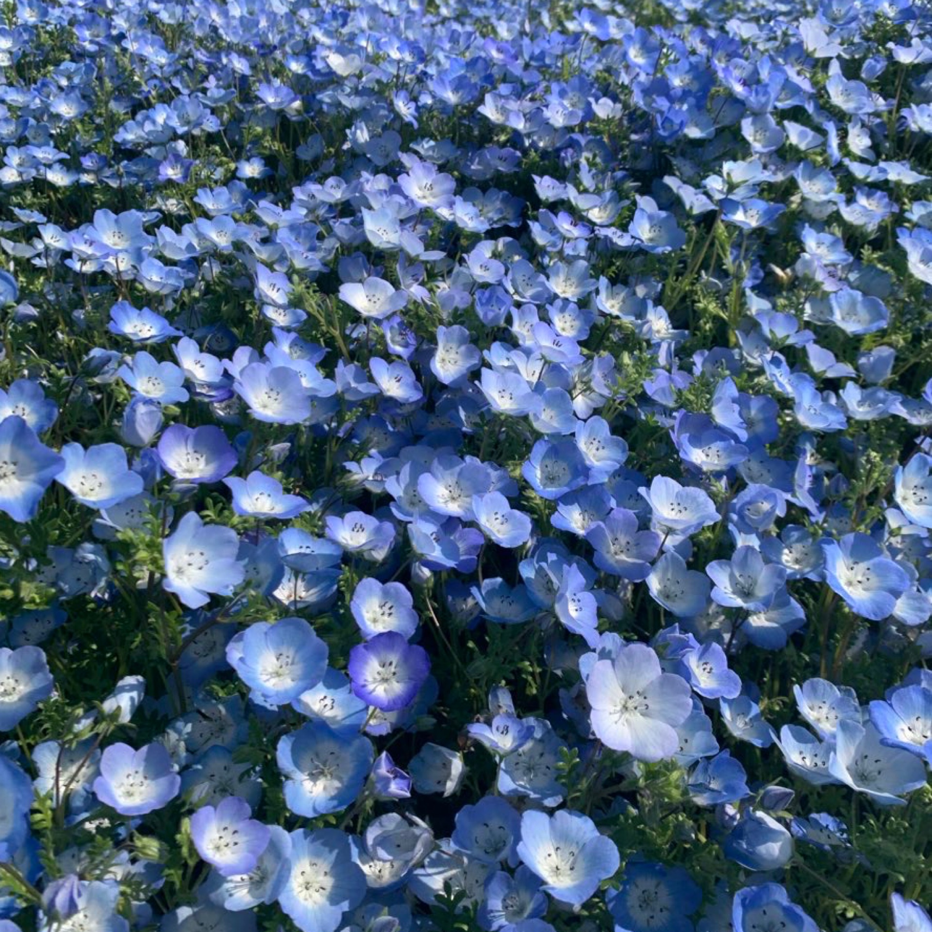 いろはのタイムライン643682-11-24 00:09:15投稿画像