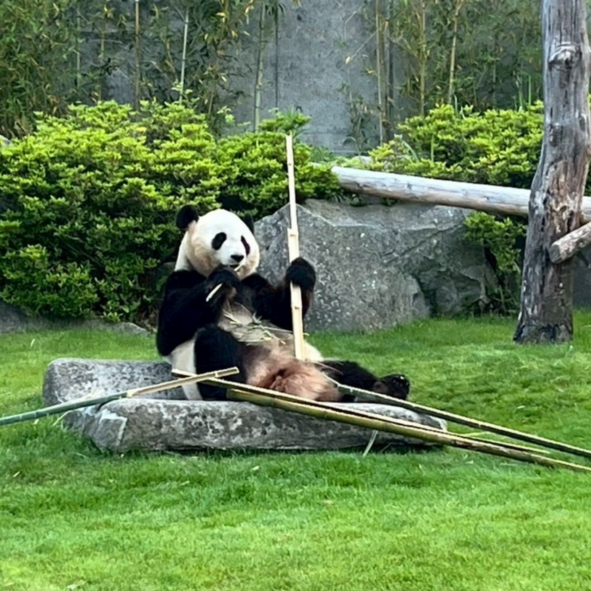 りりのタイムライン2025-05-04 04:28:08投稿画像