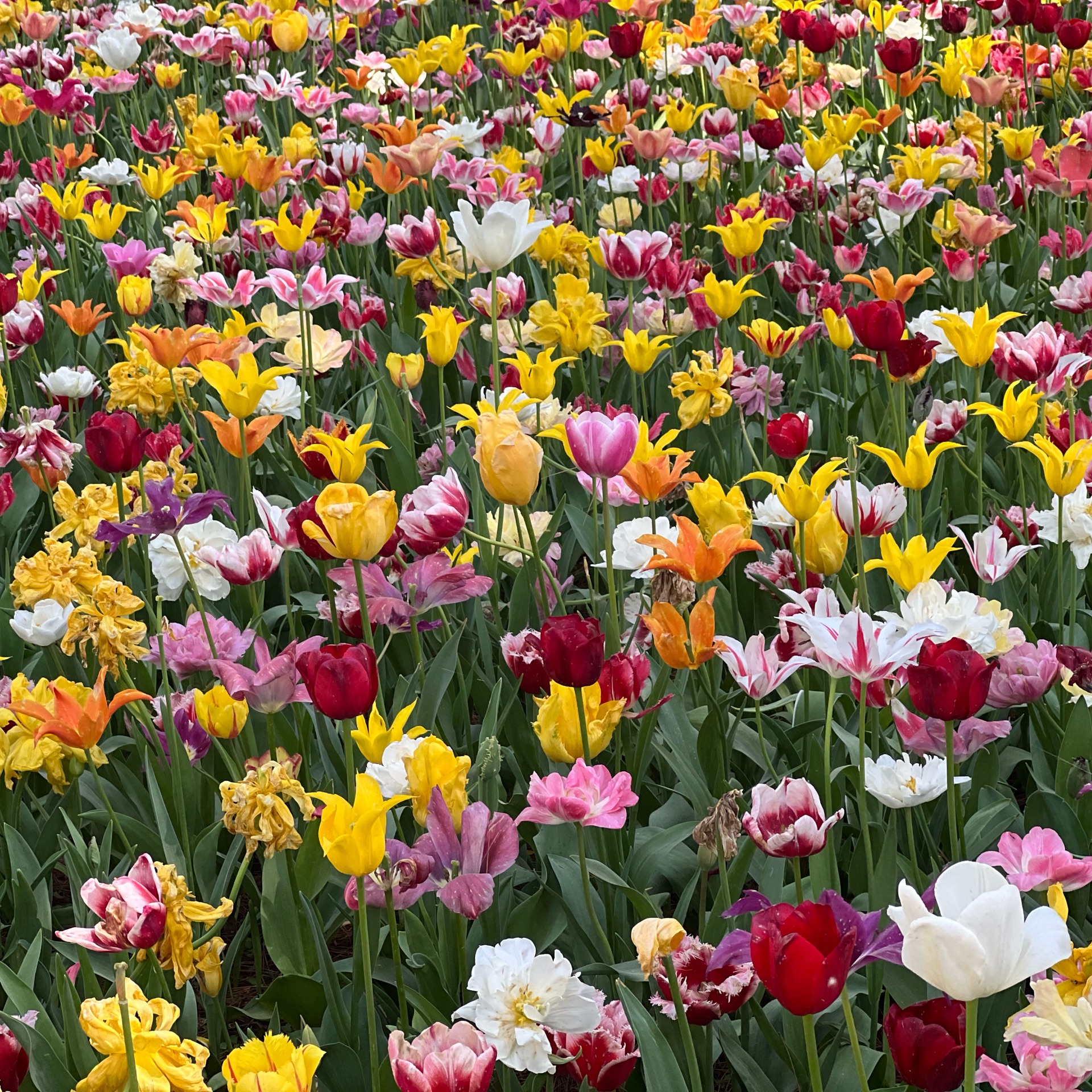 麗華のタイムライン643682-12-29 12:25:39投稿画像