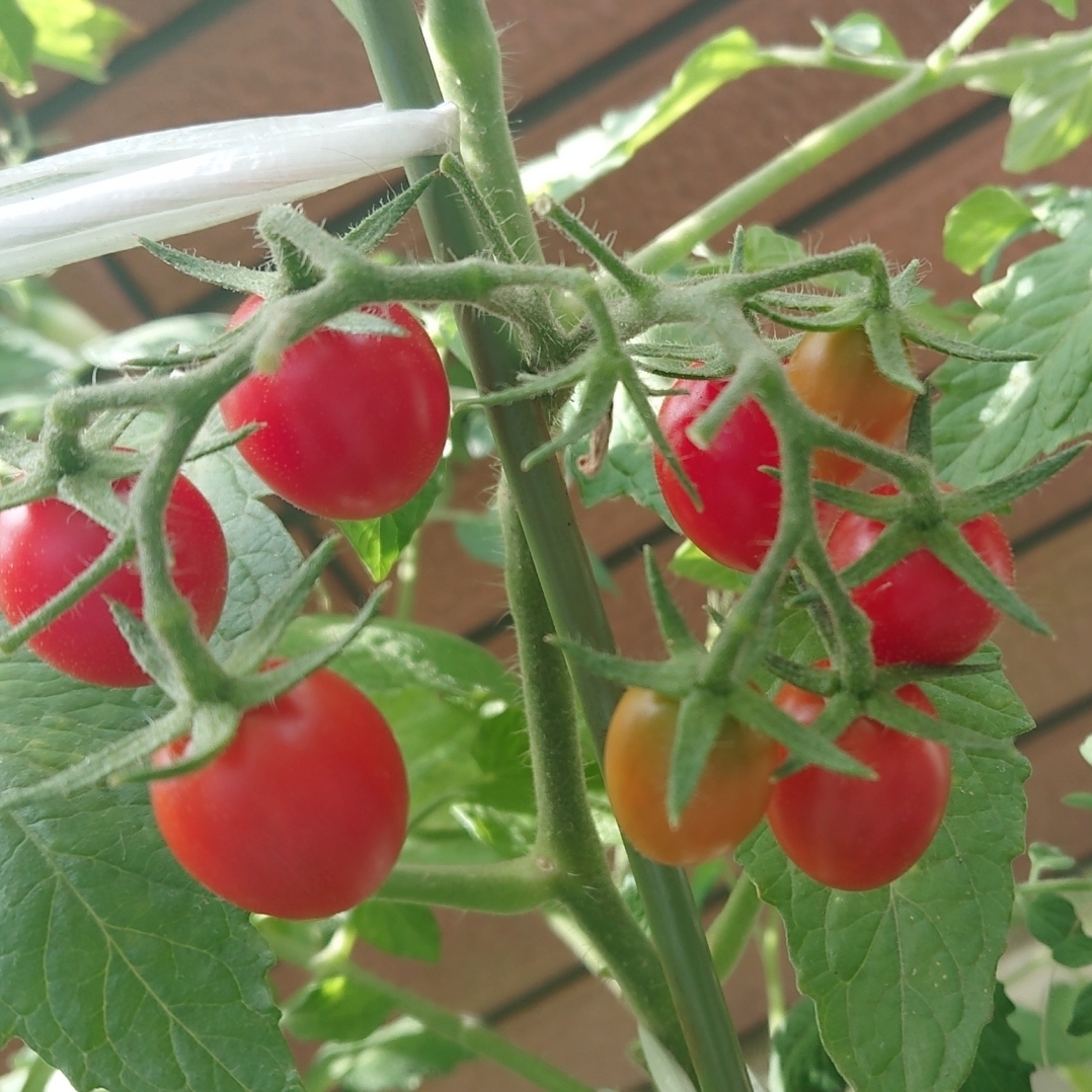 まなちのタイムライン2025-06-20 02:18:58投稿画像