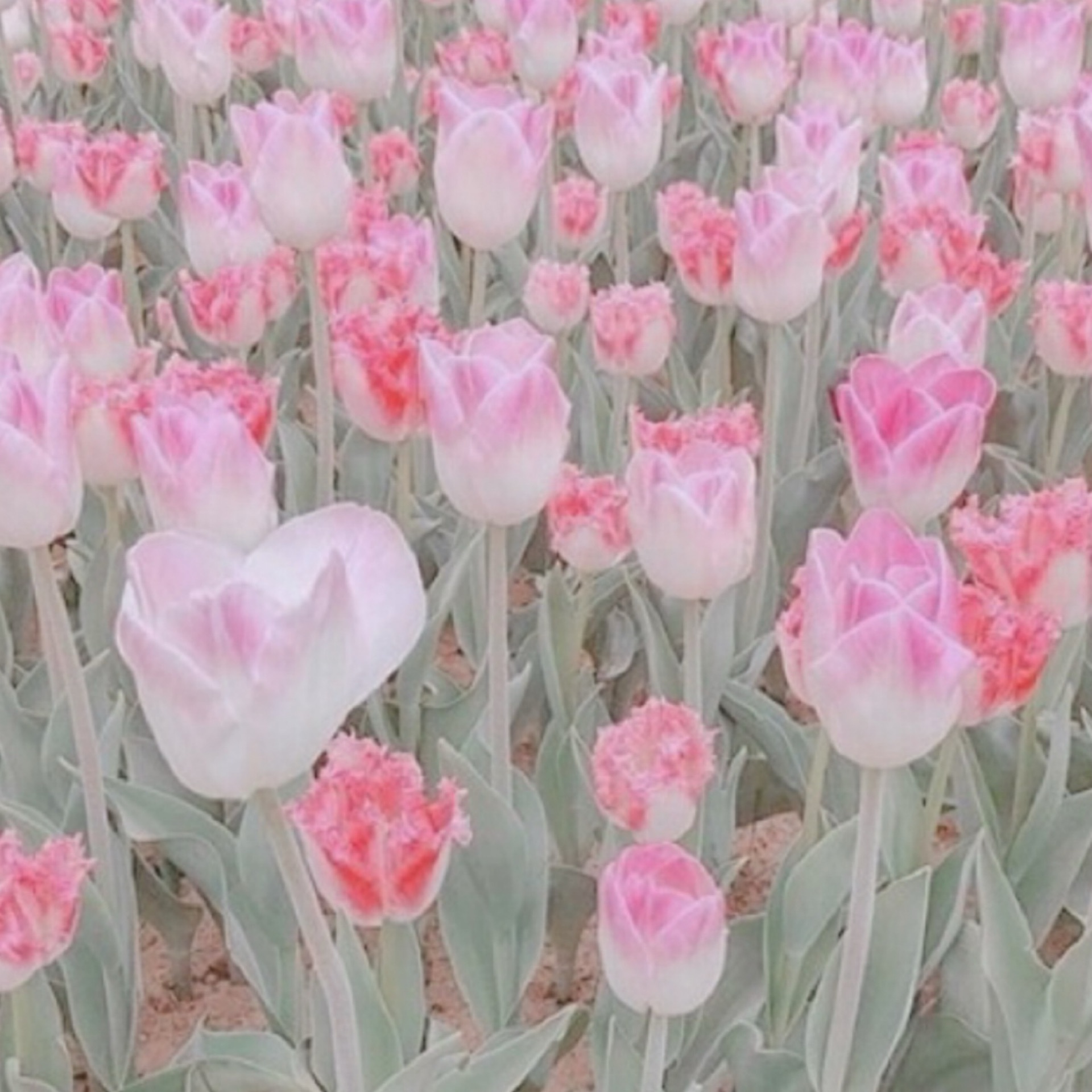 みーちゃんのタイムライン643692-10-13 01:21:41投稿画像