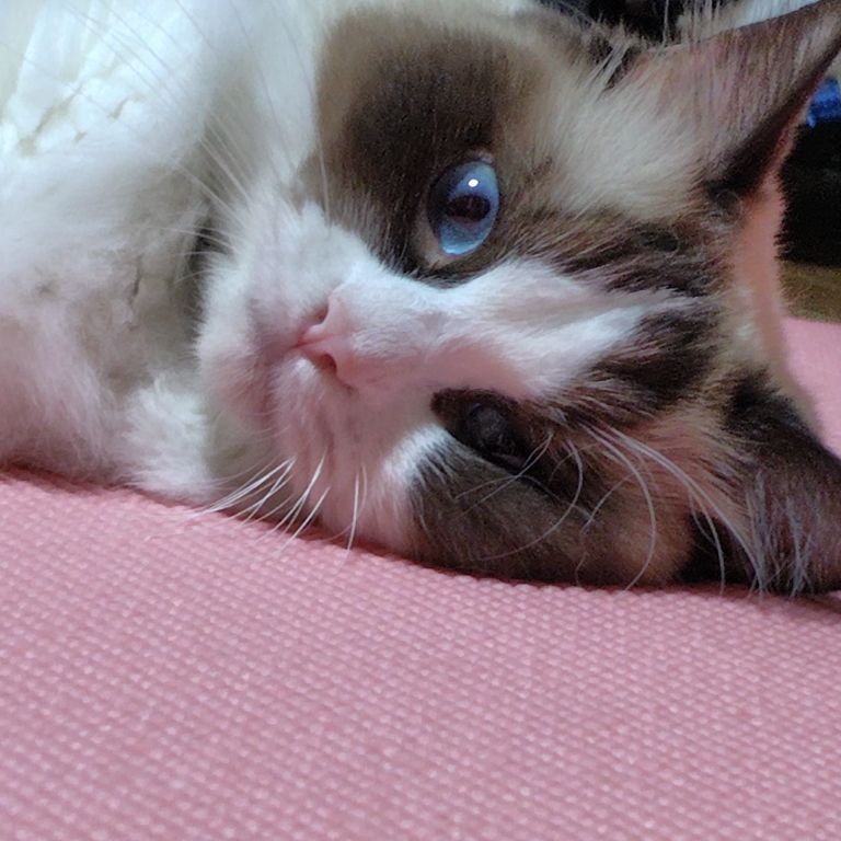 グミのタイムライン2025-08-16 02:03:31投稿画像