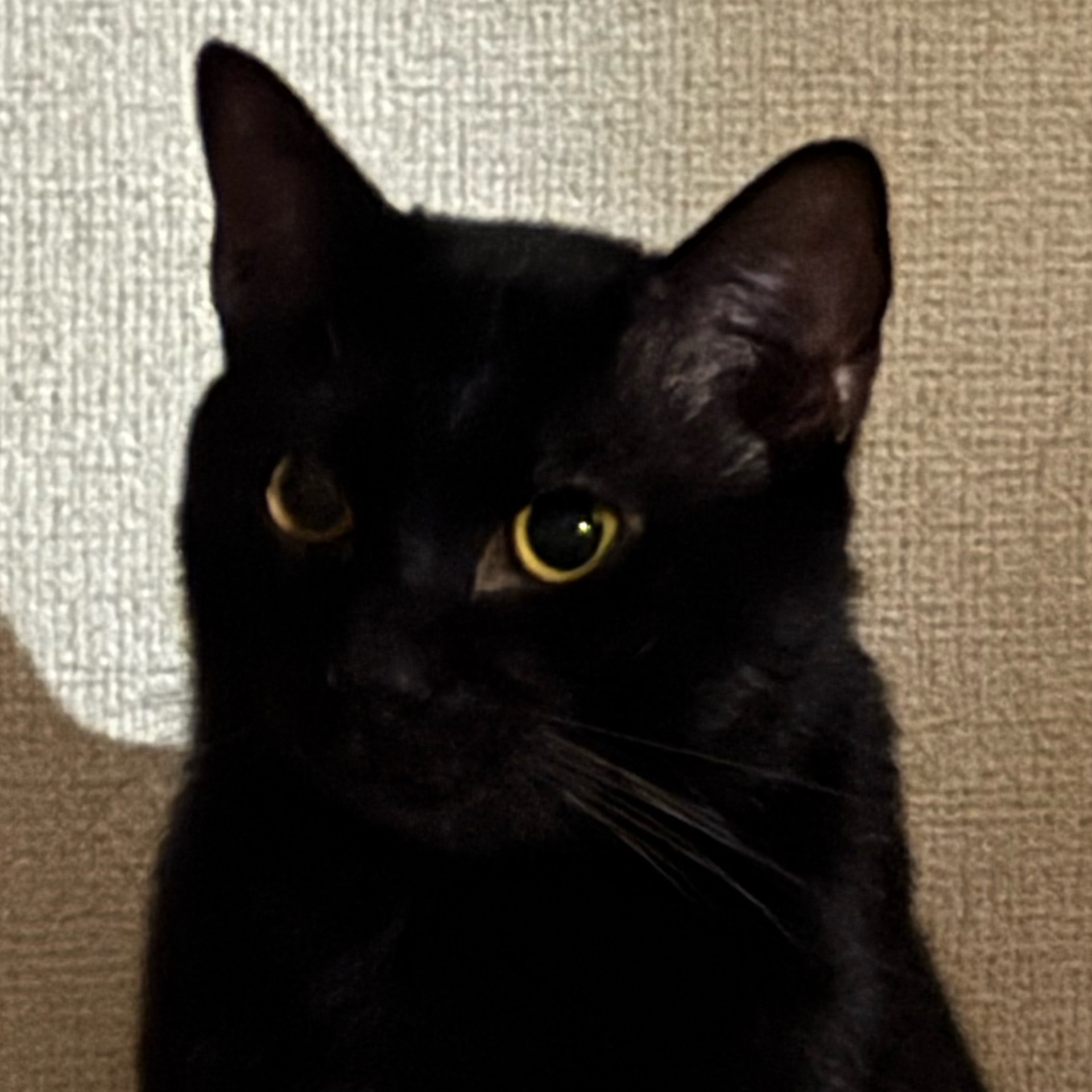 ゆめのタイムライン643699-04-13 17:35:04投稿画像