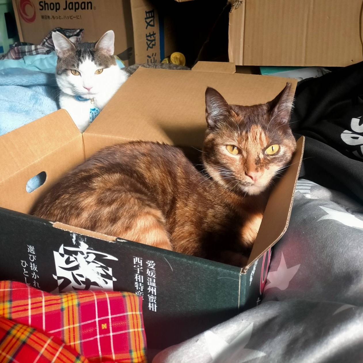 月城ねるのタイムライン643990-11-08 04:38:35投稿画像