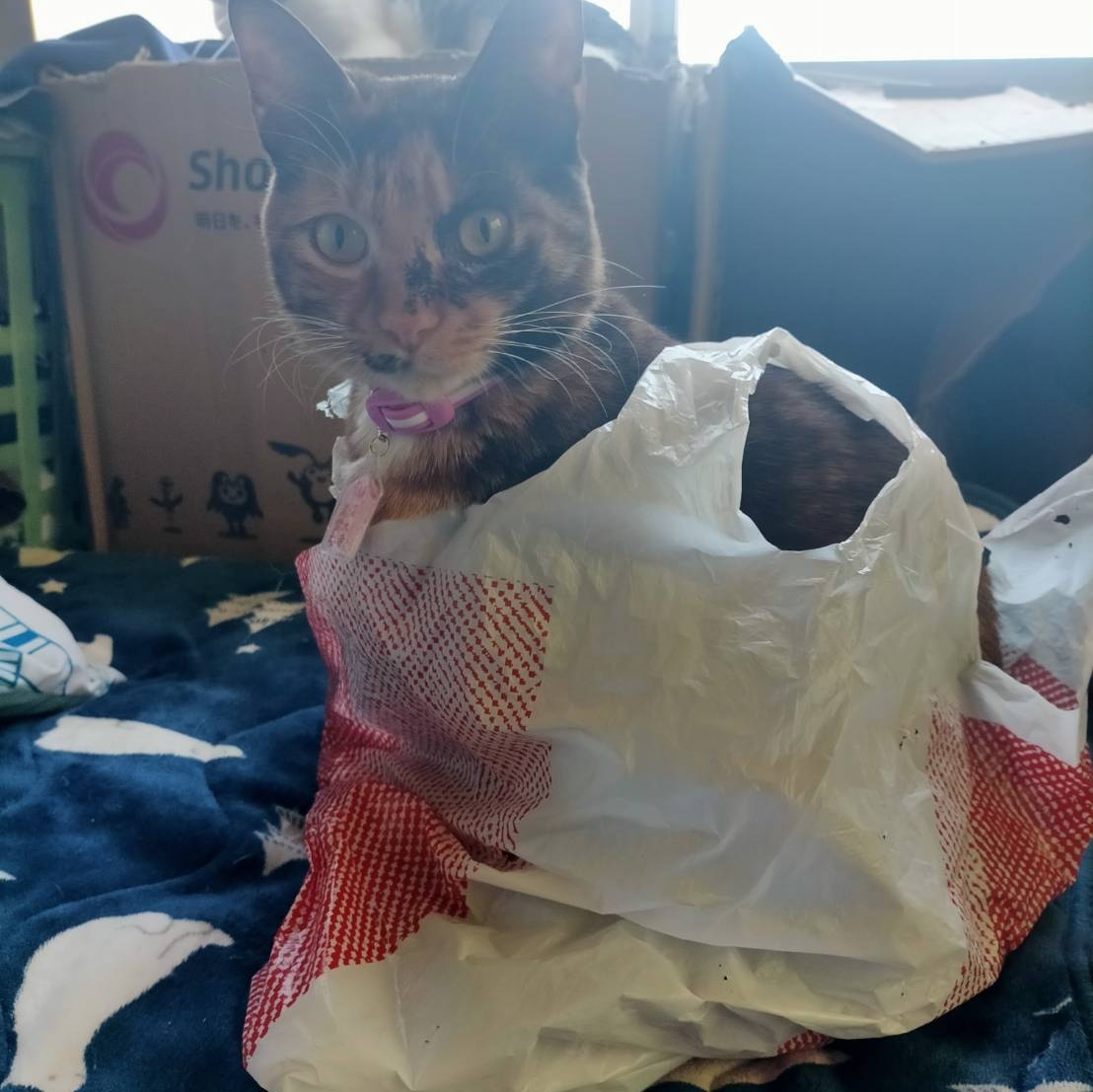 月城ねるのタイムライン643990-11-08 05:17:09投稿画像