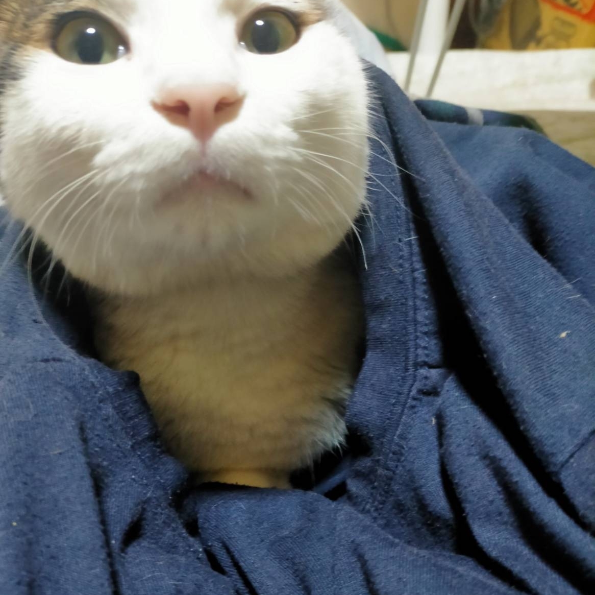 月城ねるのタイムライン643990-11-08 05:20:38投稿画像