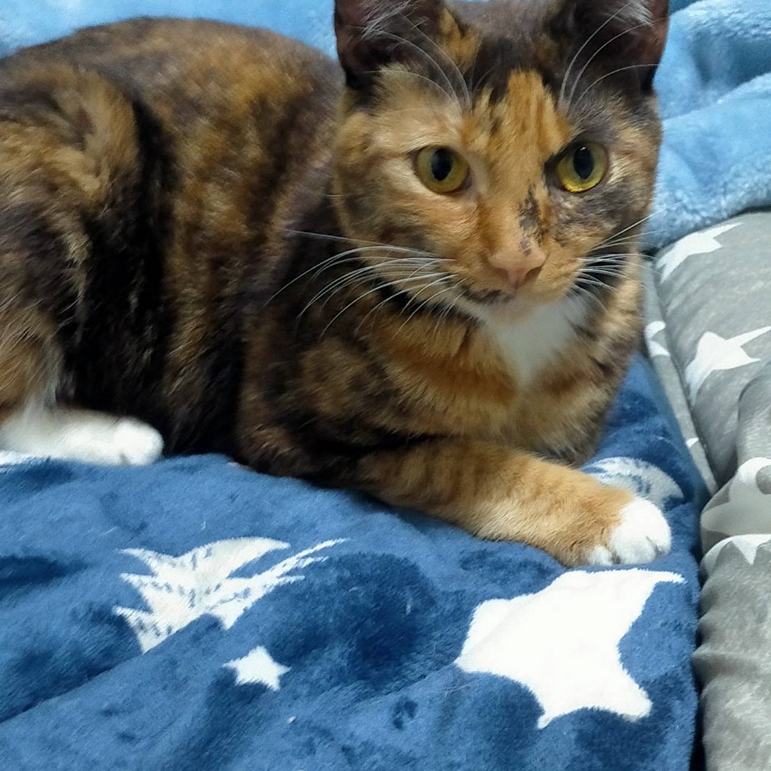 月城ねるのタイムライン643990-11-08 05:28:50投稿画像