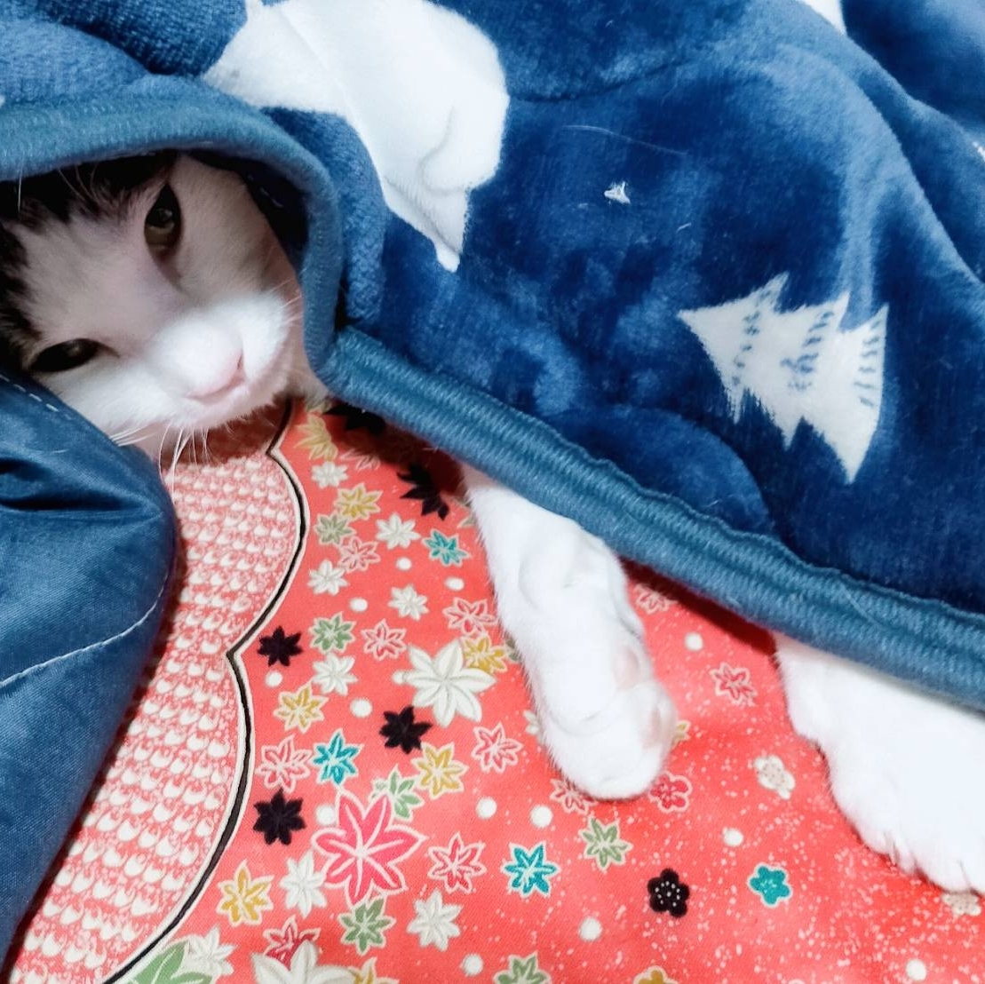 月城ねるのタイムライン643990-11-08 05:33:34投稿画像