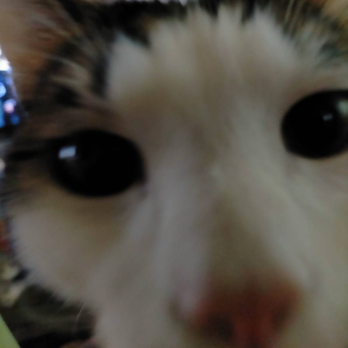 月城ねるのタイムライン643990-11-08 05:37:02投稿画像