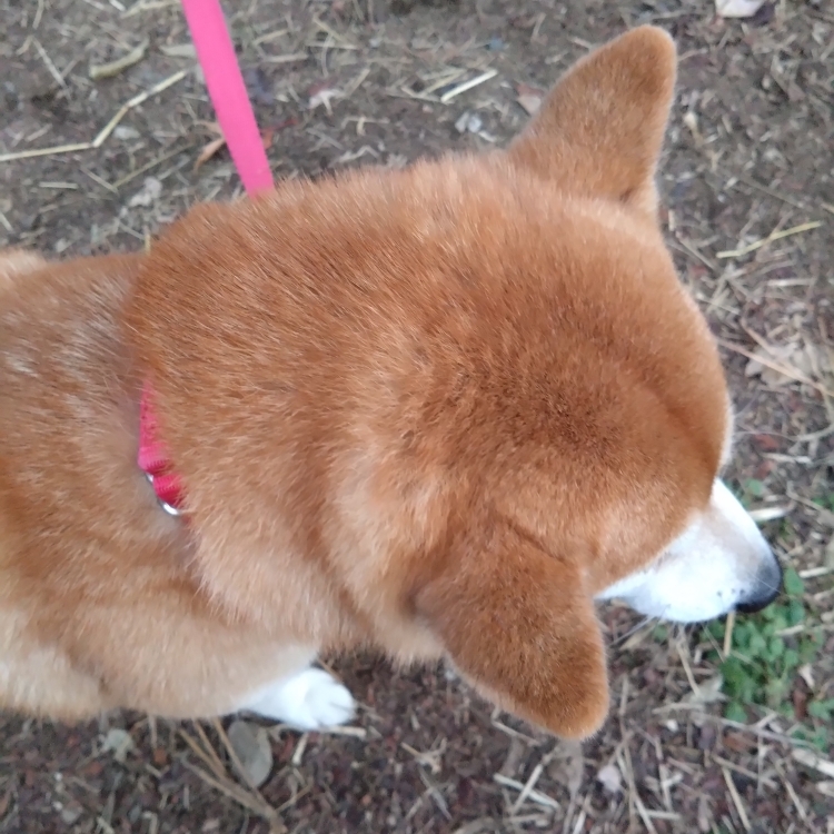 いちごのタイムライン2026-03-05 06:26:03投稿画像