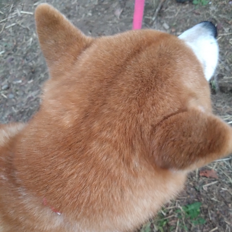 いちごのタイムライン2026-03-05 21:53:48投稿画像