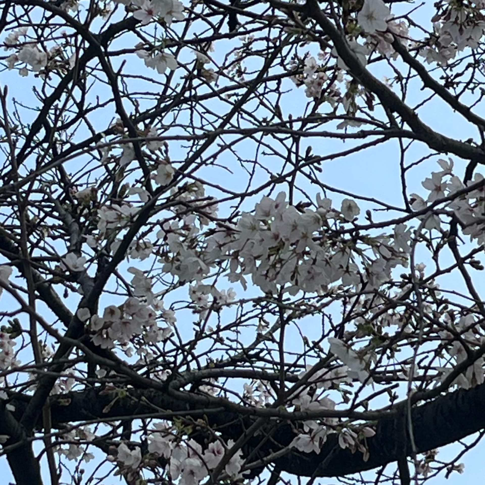 かなのタイムライン643996-10-21 04:12:14投稿画像